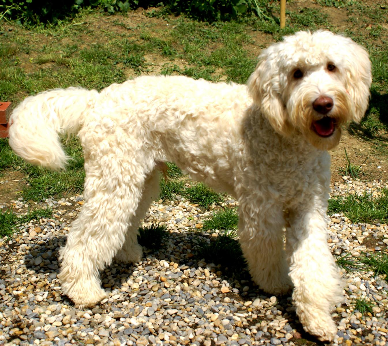 australian labradoodle